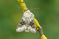 Broad-barred White (Hecatera bicolorata)
