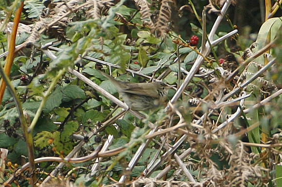 Blyths Reed Warbler