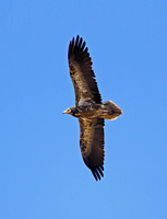 Egyptian Vulture (Juvenile)