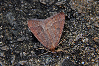Early Moth (Theria primaria - Male)