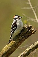 Downy Woodpecker (Male)