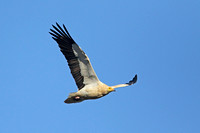 Egyptian Vulture (Adult)