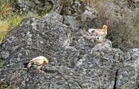 Egyptian Vulture (Adult-Pair)