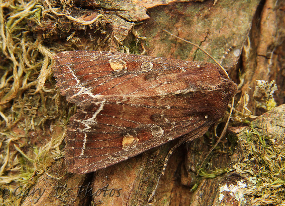 Bright-line Brown-eye (Lacanobia oleracea)
