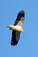 Egyptian Vulture (Adult)