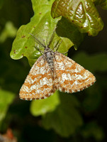 Common Heath (Ematurga atomaria - Male)