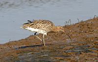 Eurasian Curlew (Adult)