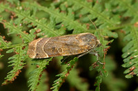 Broad-bordered Yellow Underwing (Male)