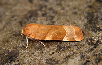 Noctuidae (Noctuinae & Hadeninae)