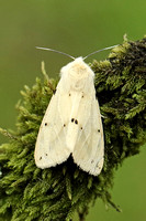 Buff Ermine (Spilarctia luteum - Female)