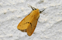 Buff Ermine (Spilarctia luteum - Male)