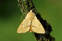 Buff Ermine (Spilarctia luteum - Male)