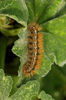 Buff Ermine (Spilarctia luteum - Caterpillar)