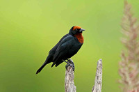 Chestnut-capped Blackbird (Male)