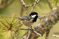 Cyprus Coal Tit (Periparus ater cypriotes)