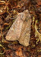 Common/Lesser Rustic (Mesapamea secalis/didyma)