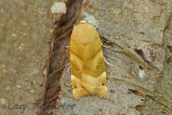 Broad-bordered Yellow Underwing (Noctua fimbriata - Female)