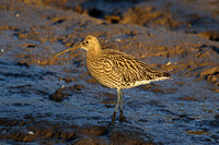 Eurasian Curlew (Adult)