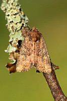 Common/Lesser Rustic (Mesapamea secalis/didyma)