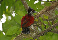 Crimson-backed Woodpecker