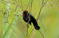 Chestnut-capped Blackbird (Male)