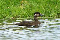 Common Scoter (Duck)