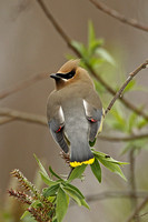 Cedar Waxwing