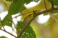 Chestnut-crowned Warbler