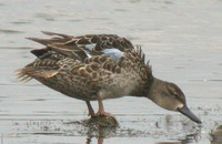 Blue-winged Teal (Duck)