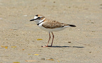 Collared Plover (Adult Summer)