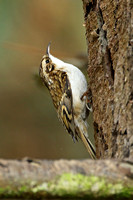 Eurasian Treecreeper (Adult)