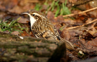 Eurasian Treecreeper (Adult)