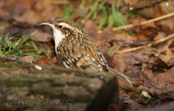 Eurasian Treecreeper (Adult)