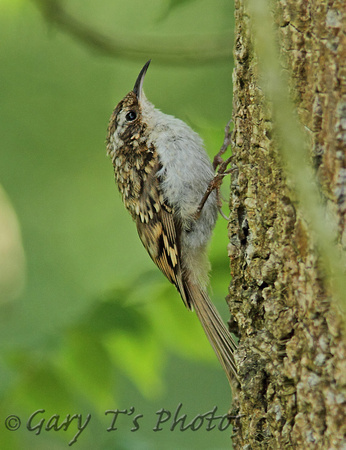 Eurasian Treecreeper (Adult)