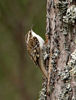 Eurasian Treecreeper (Adult)