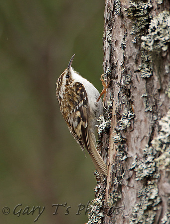 Eurasian Treecreeper (Adult)