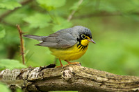 Canada Warbler (Male)