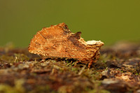 Coxcomb Prominent (Ptilodon capucina)