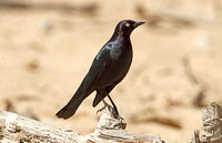 Brewers Blackbird (Male)