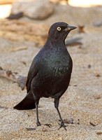 Brewers Blackbird (Male)