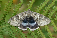 Noctuidae (Plusiinae, Catocalinae & Ophiderinae)