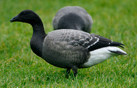 Dark-bellied  Brent Goose (Juvenile)