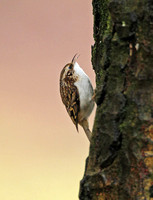 Eurasian Treecreeper (Adult)