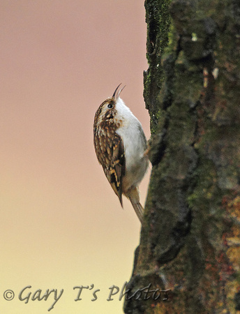 Eurasian Treecreeper (Adult)