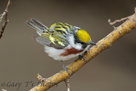 Chestnut-sided Warbler (1st Summer Male)