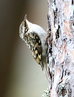 Eurasian Treecreeper (Juvenile)