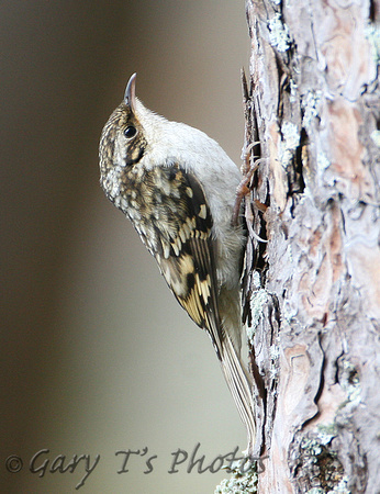 Eurasian Treecreeper (Juvenile)