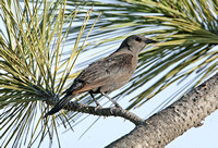 Brewers Blackbird (Female)