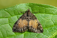 Geometridae (Larentiinae)