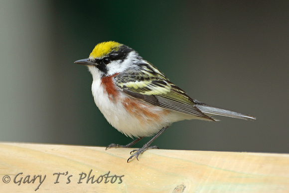 Chestnut-sided Warbler (Male)